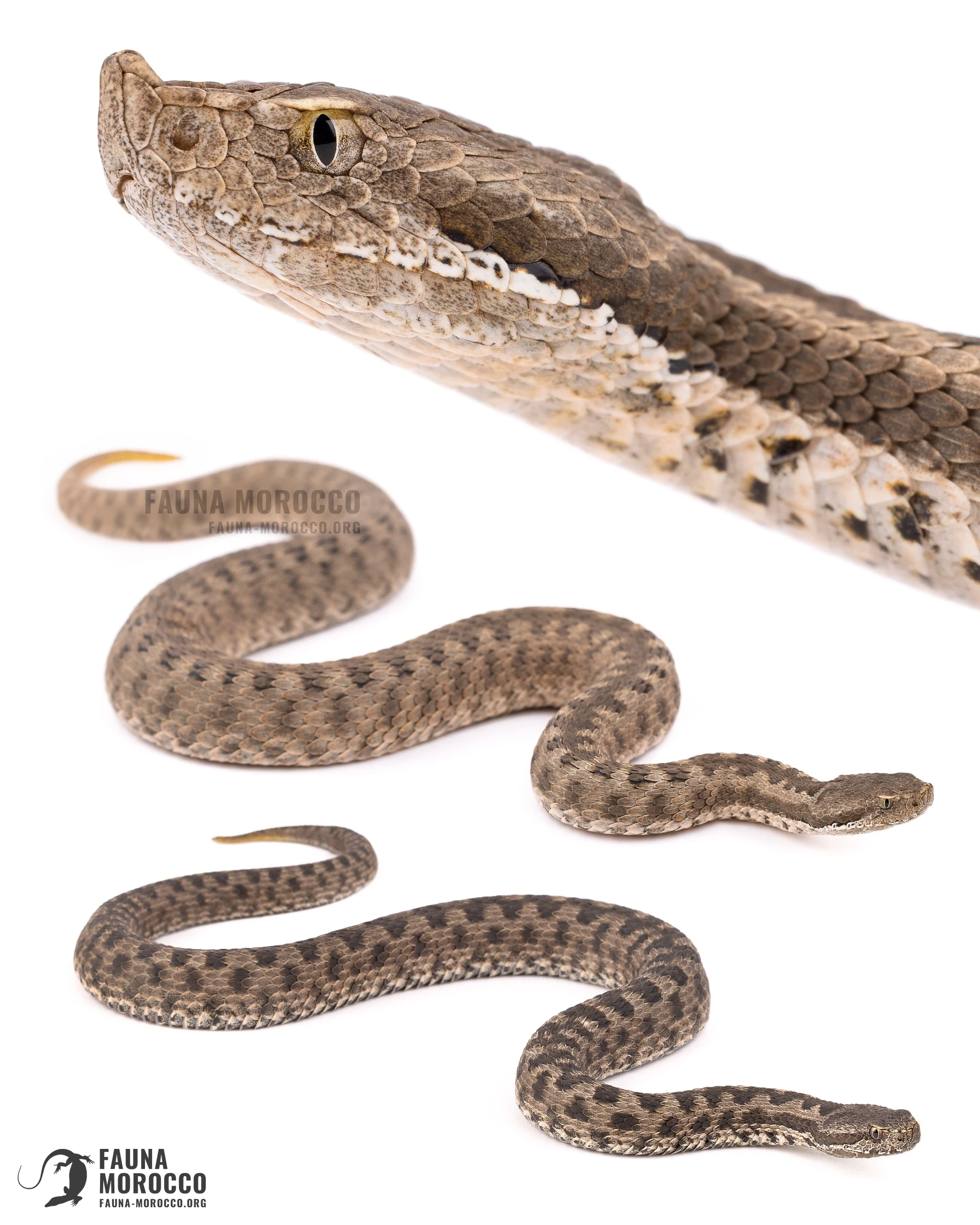 أفعى الأطلس (Vipera monticola) على خلفية بيضاء، الرأس من الجانب وفردان كاملان، المغرب
