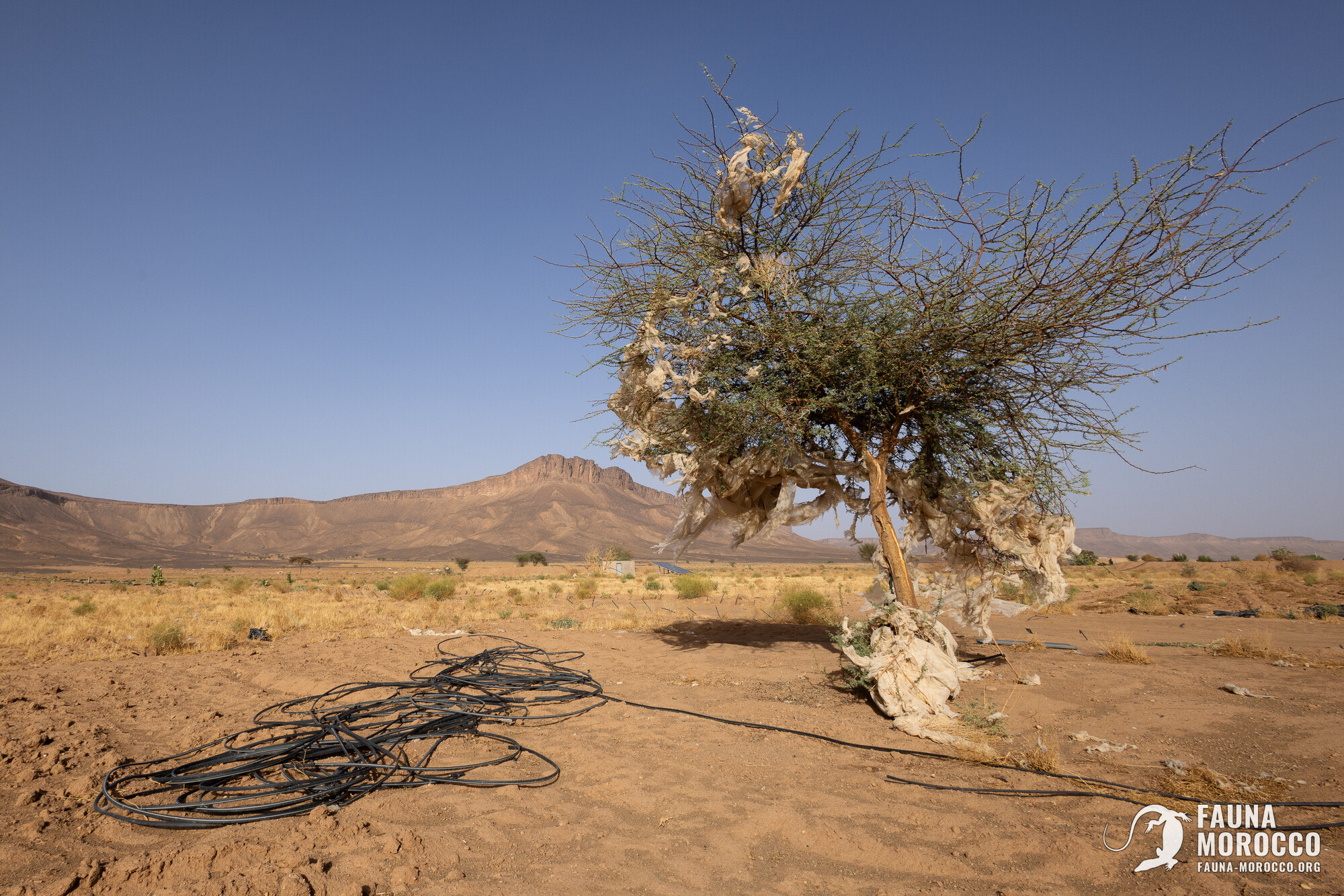 الزراعة والتلوّث