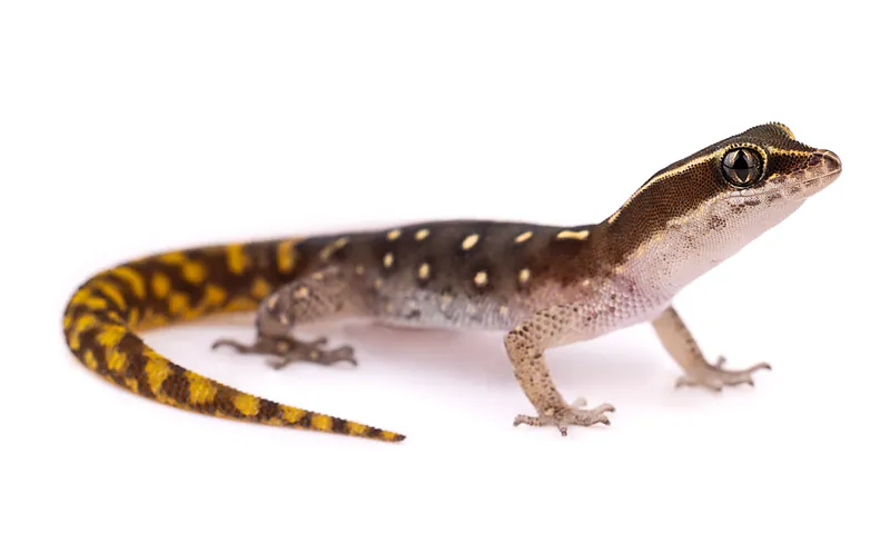 Saurodactylus elmoudeni