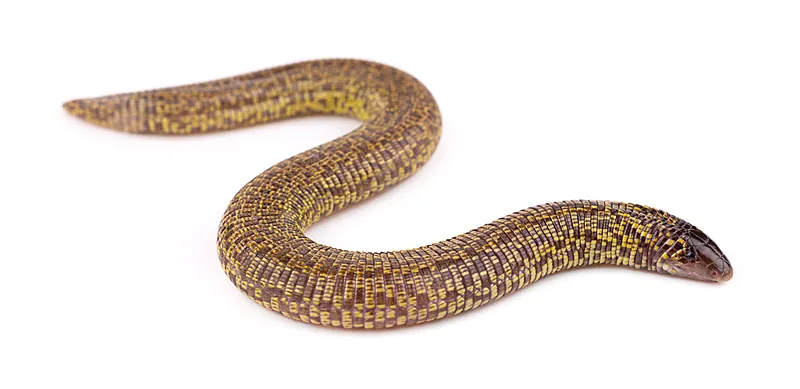 Trogonophis wiegmanni