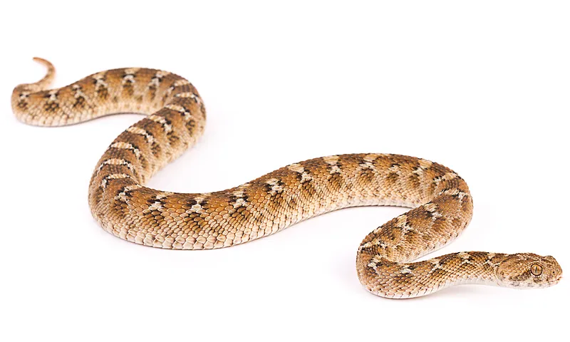 Echis leucogaster