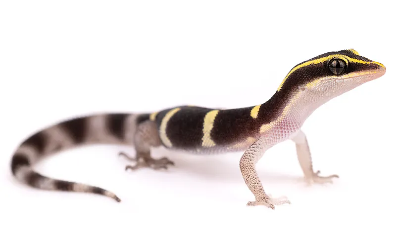 Saurodactylus splendidus