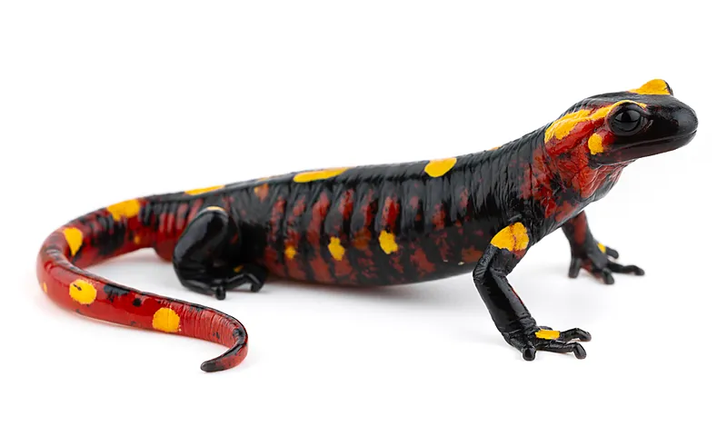 Salamandra algira atlantica