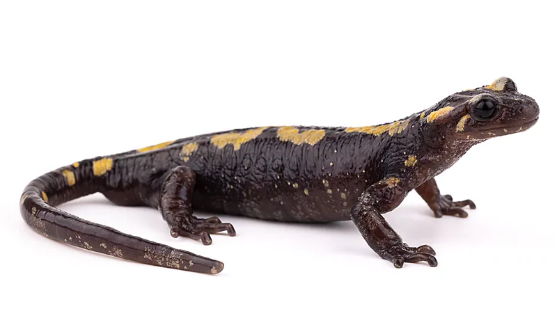 Salamandra algira tingitana