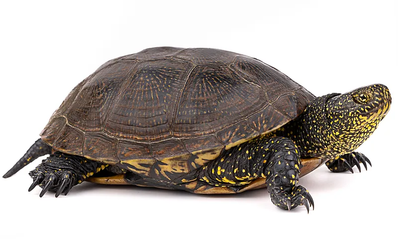 Emys orbicularis