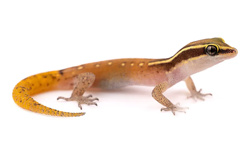 Saurodactylus slimani