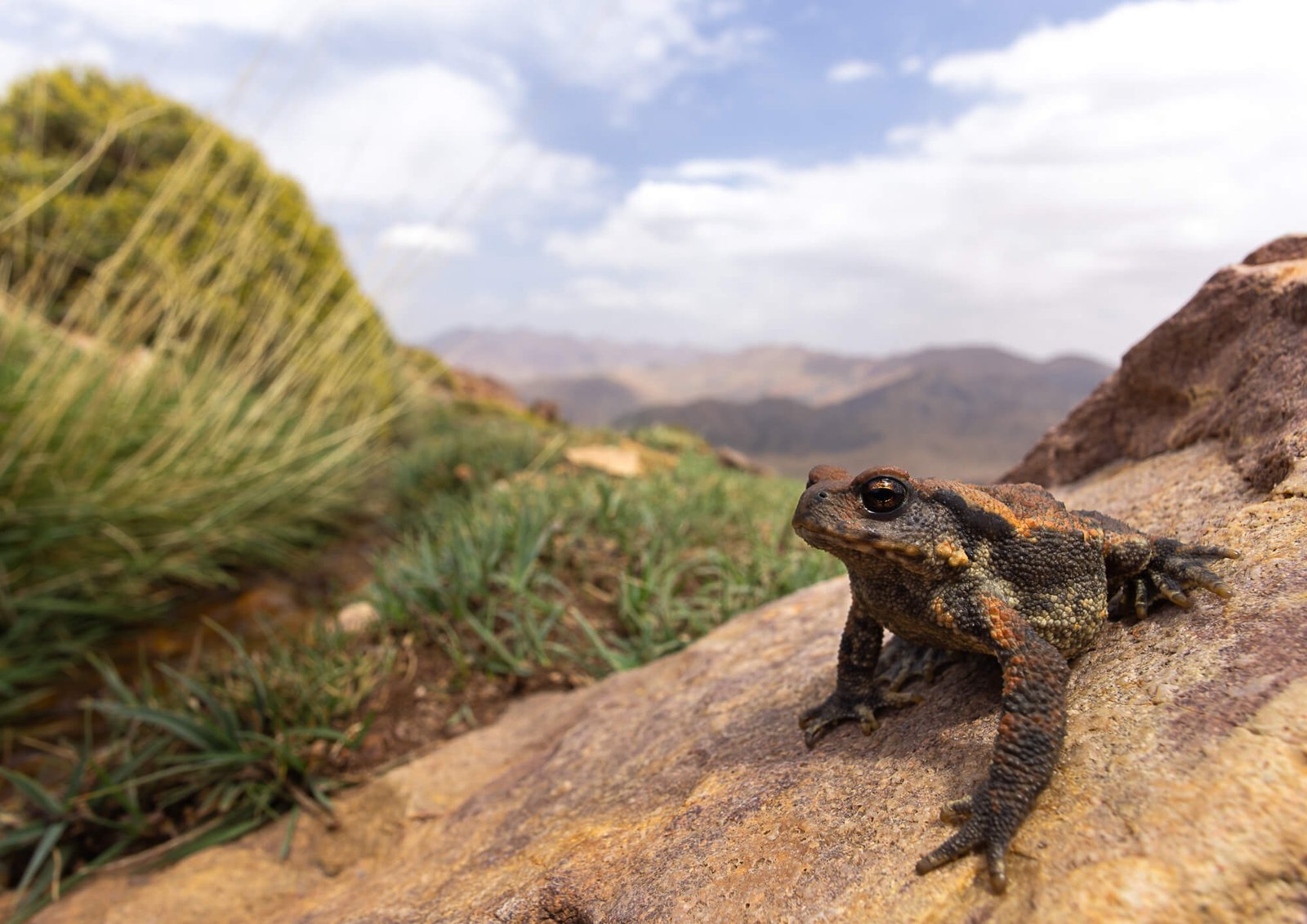 Spring 2026 expedition across Morocco