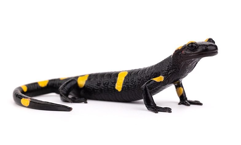 Caudata
