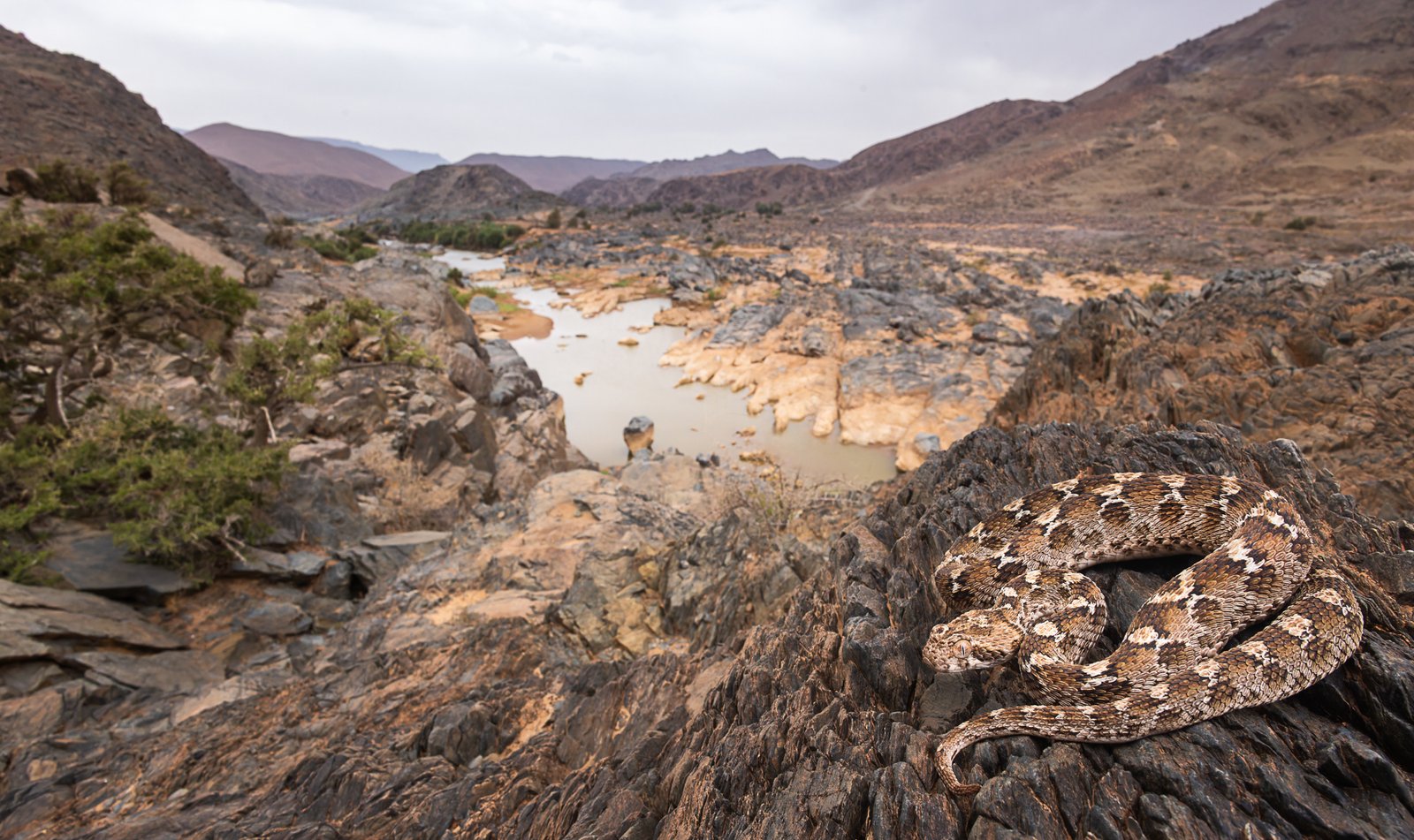 White-bellied carpet viper in the Draa Valley