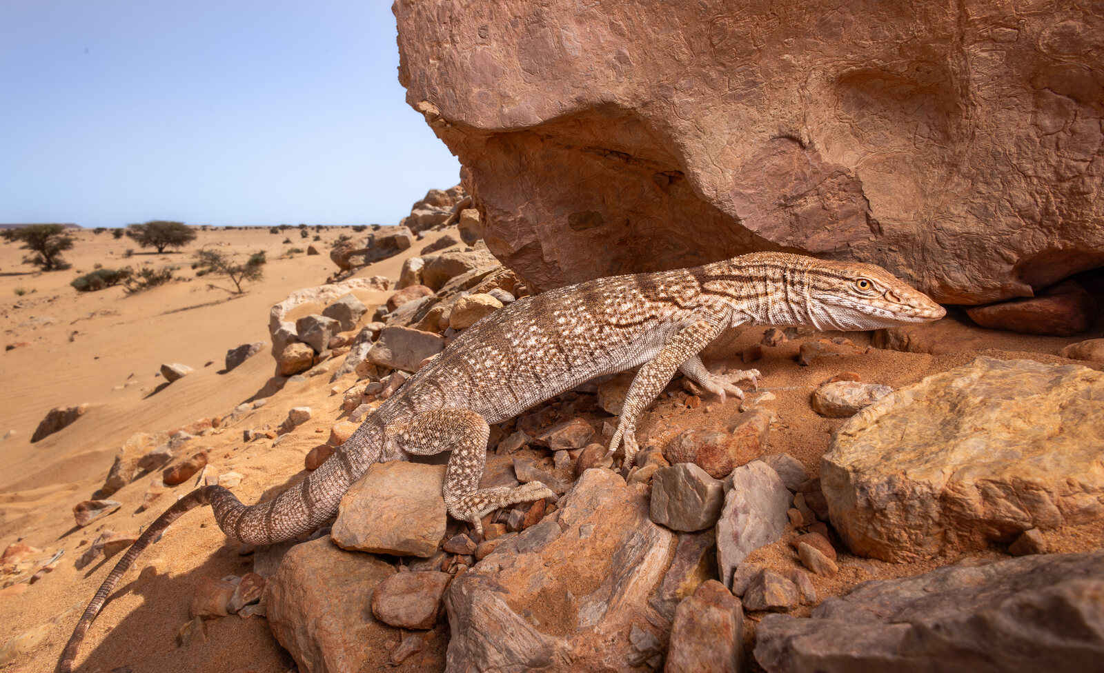 Latest Fauna Morocco expedition