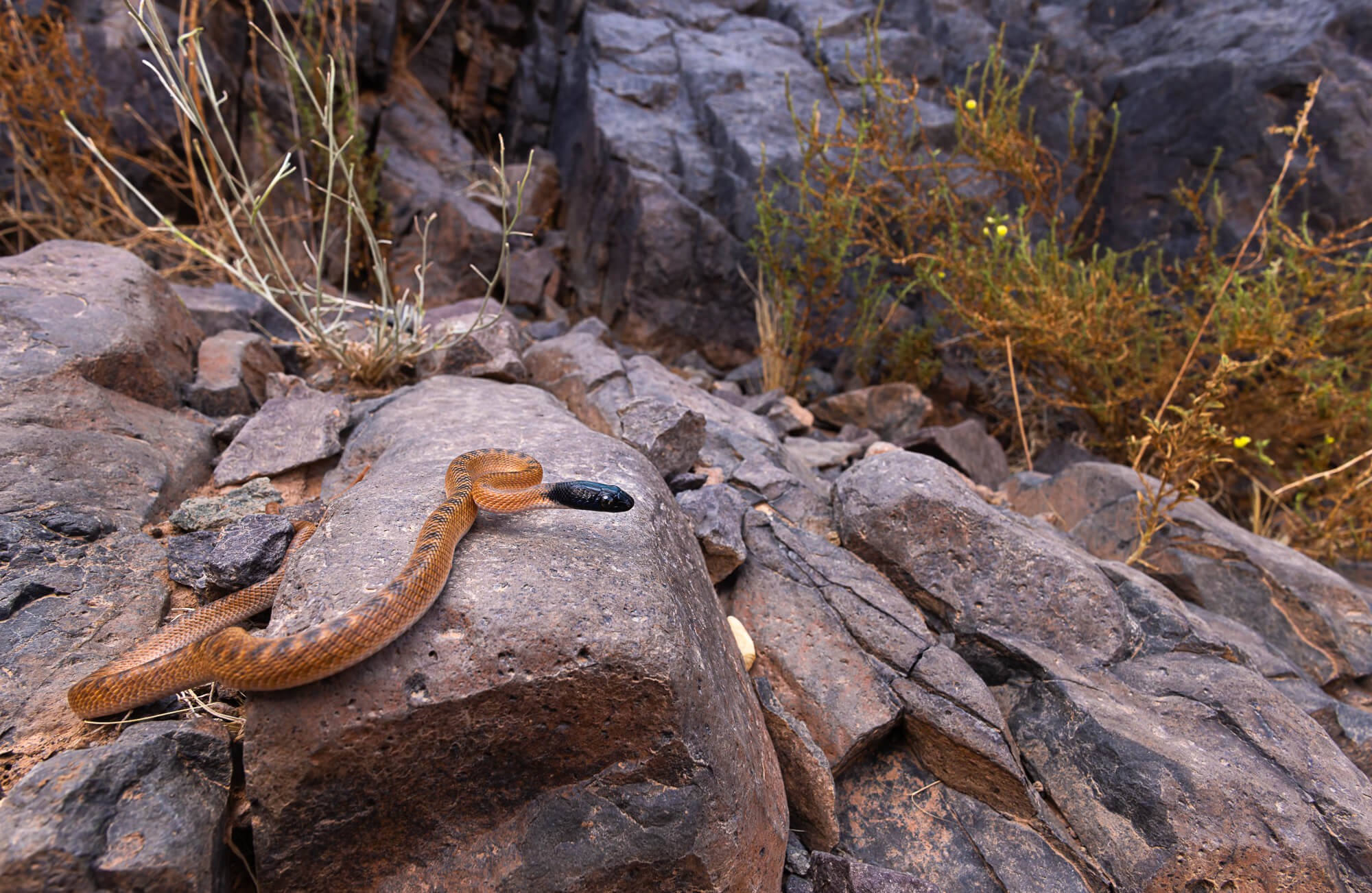 Young orange North African catsnake (Telescopus tripolitanus) with black head on rocky terrain in oasis habitat with green vegetation, Morocco