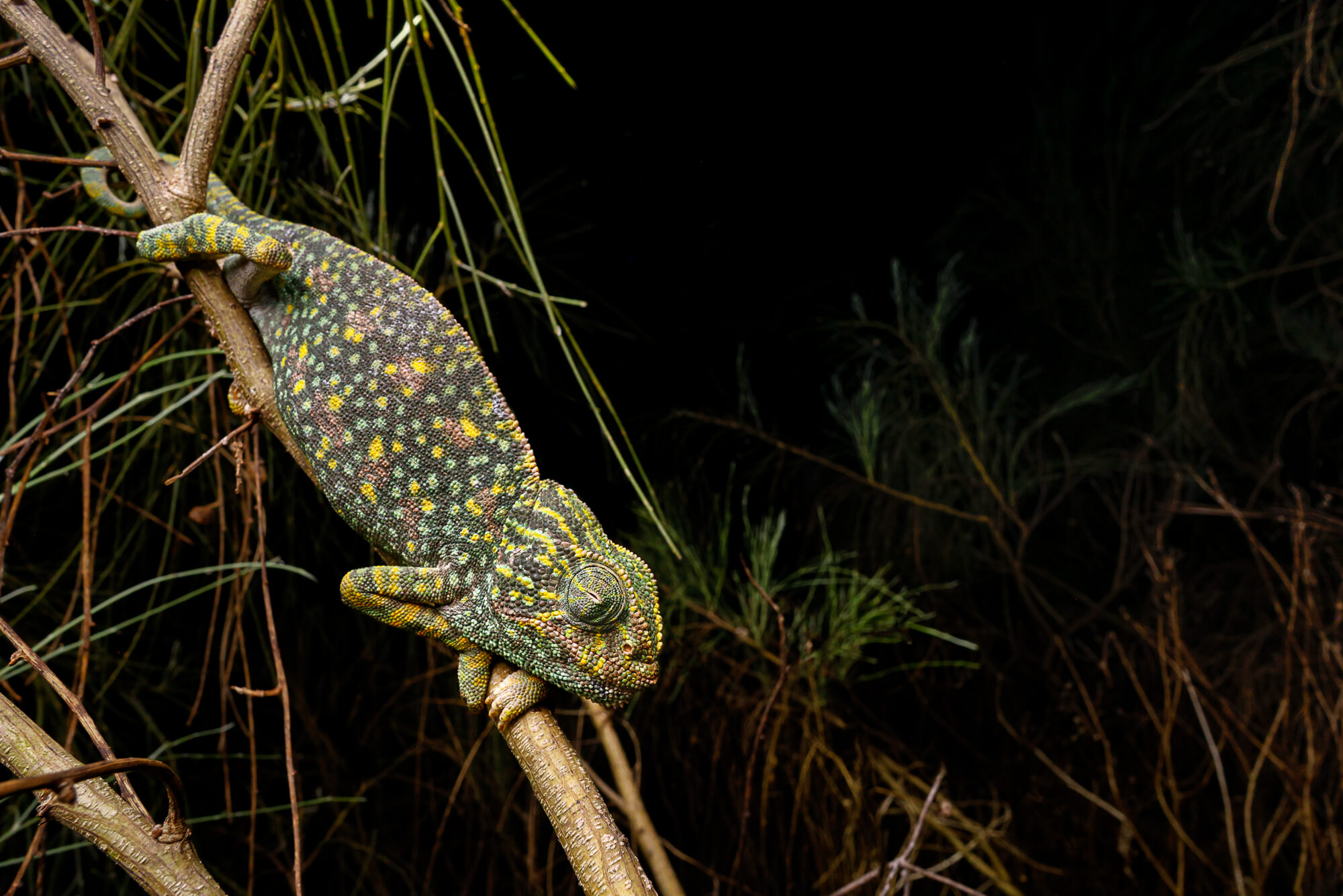 Colorful gravid female Common chameleon (Chamaeleo chamaeleon) sleeping in tree at night in natural Morocco habitat during fieldwork