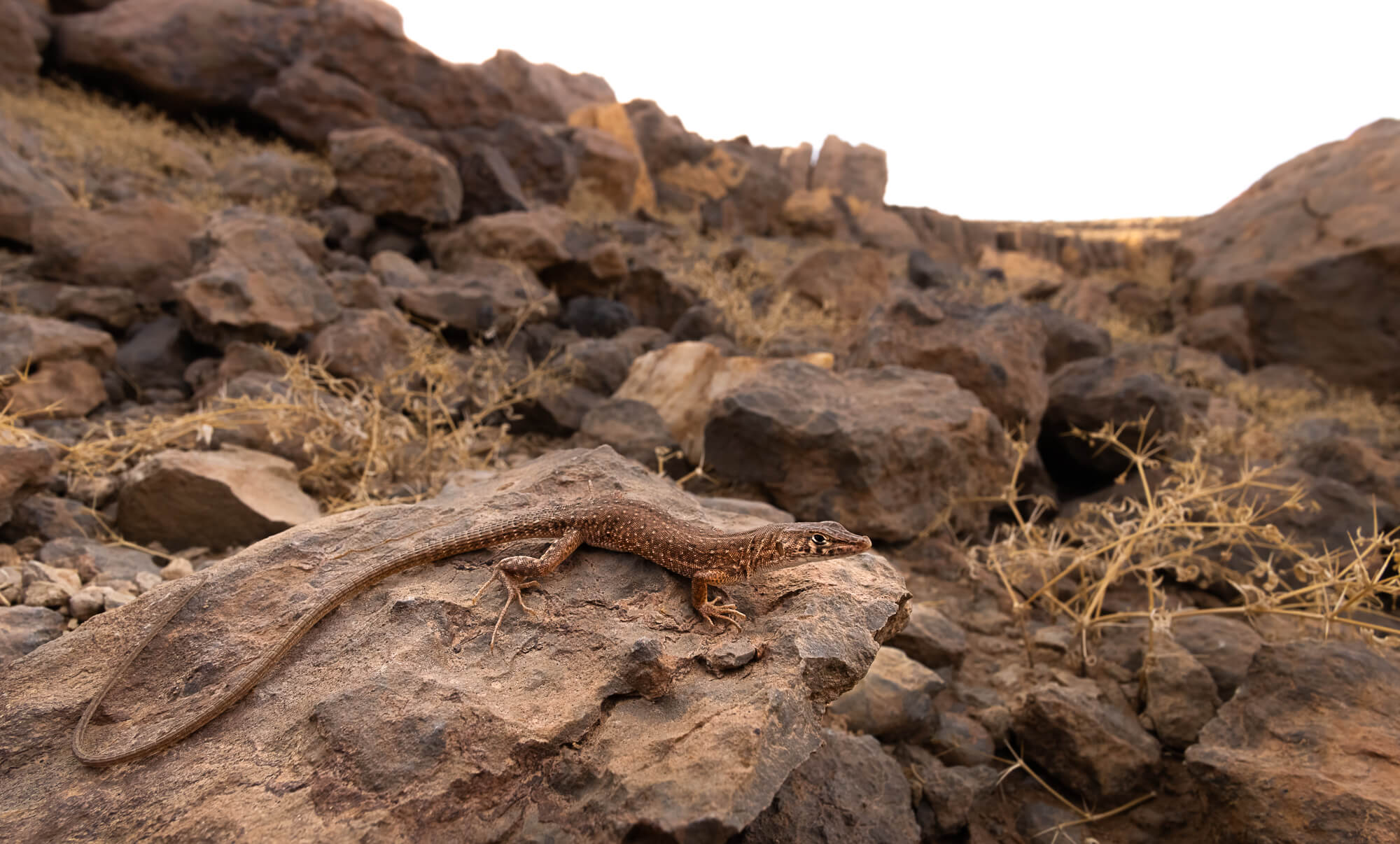 Small-spotted lizard (Mesalina guttulata) surrounded by rocks showing natural rocky habitat during wildlife rescue and release in Morocco