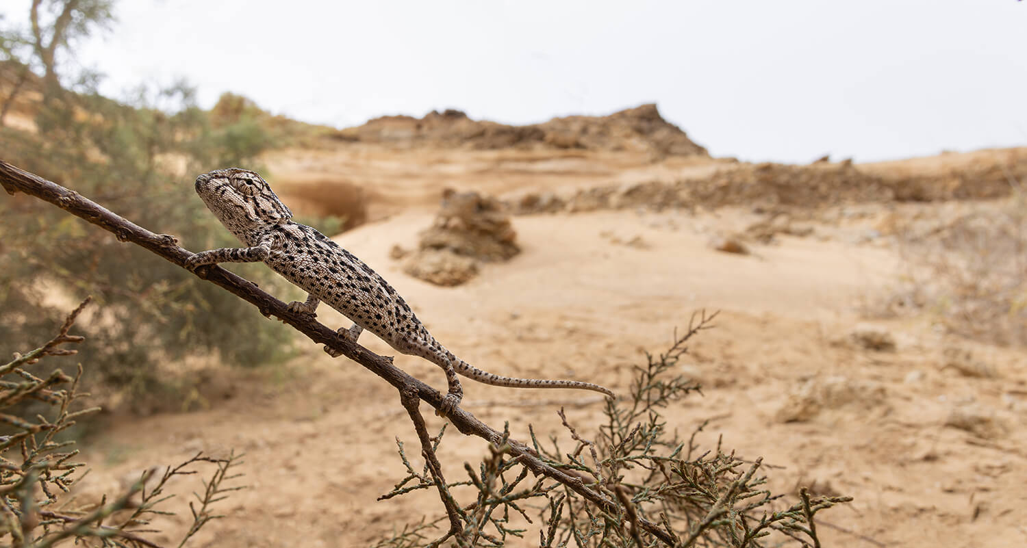 Fauna Morocco Spring 2026 completion mission - final expedition to document remaining species