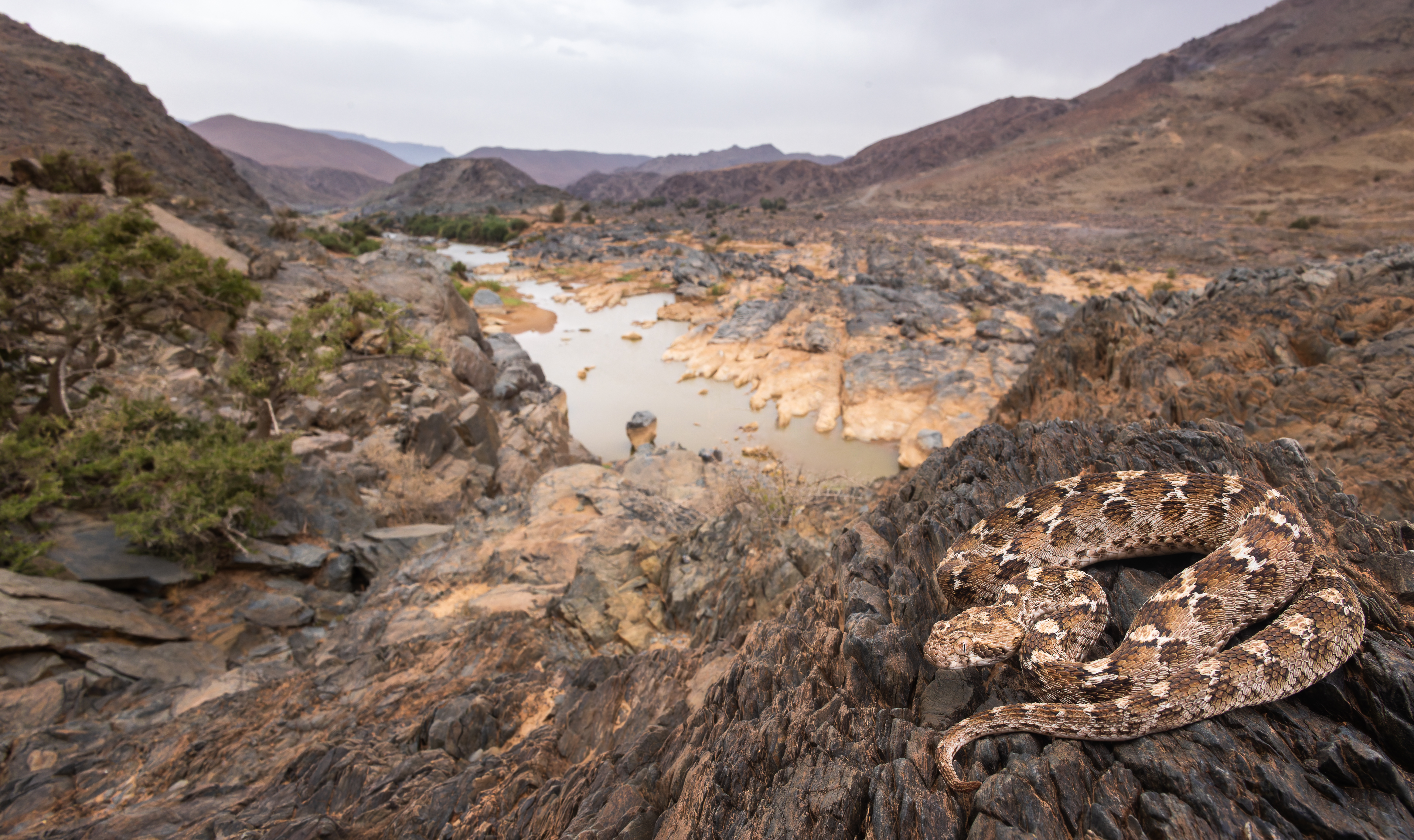 Morocco's wildlife — reptiles and amphibians