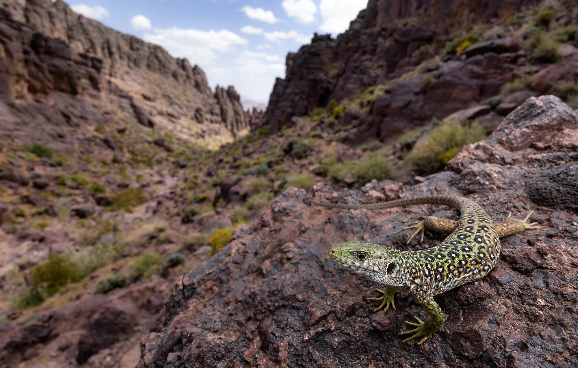 Desert monitor in its habitat