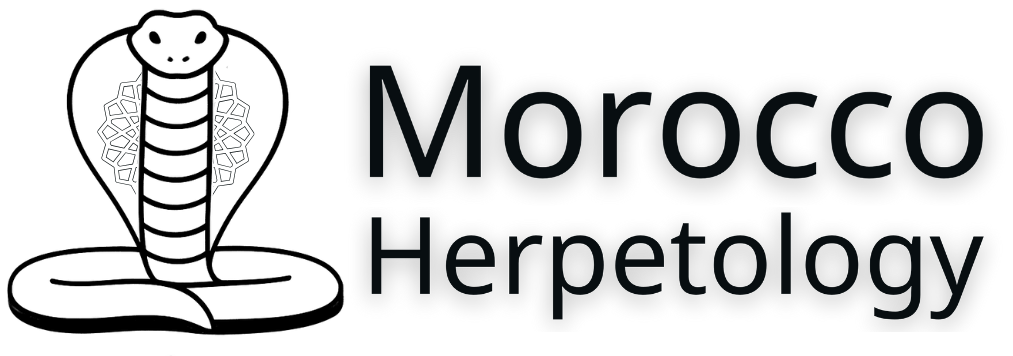 Morocco Herpetology - Herpetology platform in Morocco
