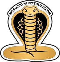 Morocco Herpetology